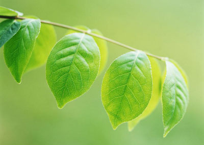 绿叶植物名称 常见_绿叶植物 室内_梦见植物长绿叶