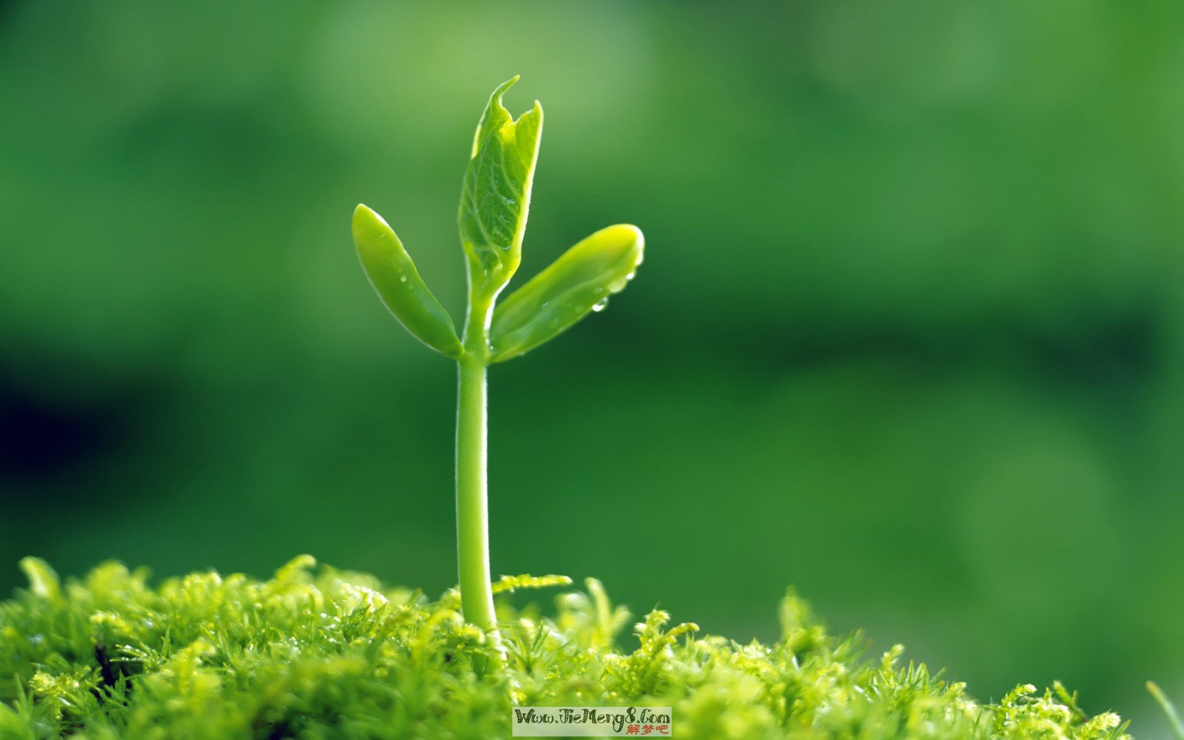 梦见头上长好多虱子蛋_梦见好多盆景植物长得好高_梦见头上长好多虫子是怎么了