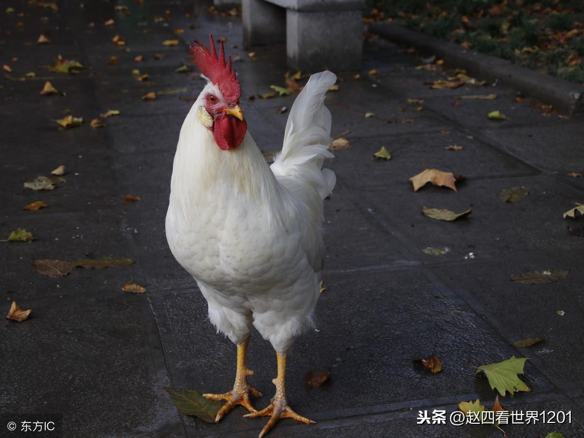 2017年生肖鸡每月运势_69年生肖鸡农历5月运势_生肖鸡2018年12月运势