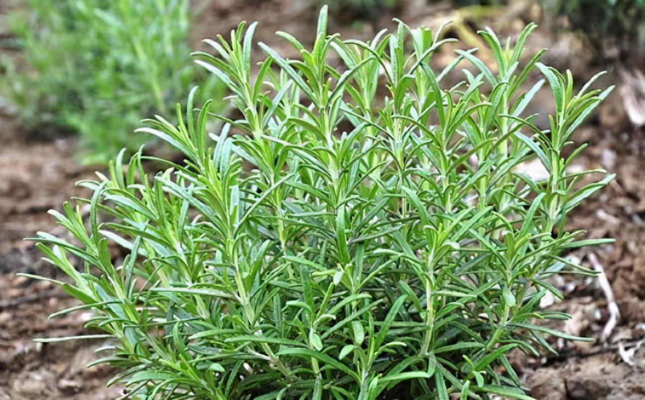 梦见盆景植物绿色植物_适合盆景的植物_盆景植物