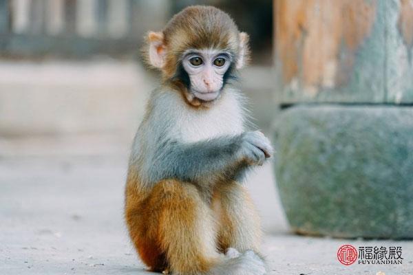 属猴相配婚姻_属猴婚配属相表大全_属猴属相婚配