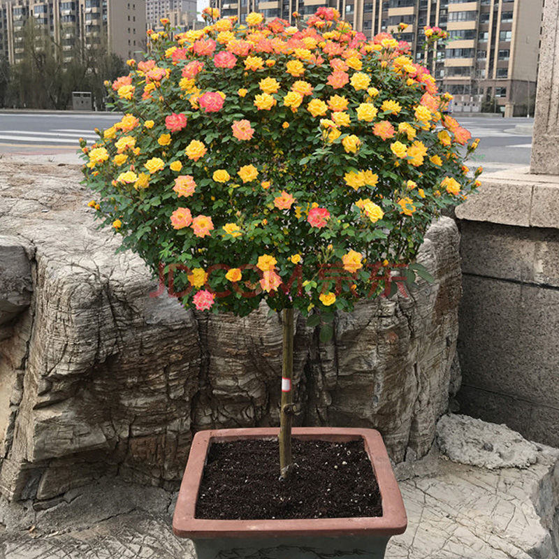 风水学月季花放客厅好不好_客厅摆放月季花好吗_客厅能挂月季花挂画吗