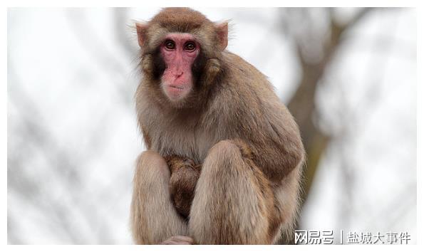 生肖猴和生肖猴的婚姻_生肖猴知识全解_生肖猴和猴相配吗