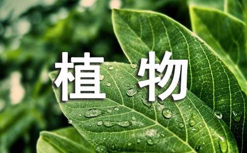 <strong>慈世堂：卧室植物</strong>