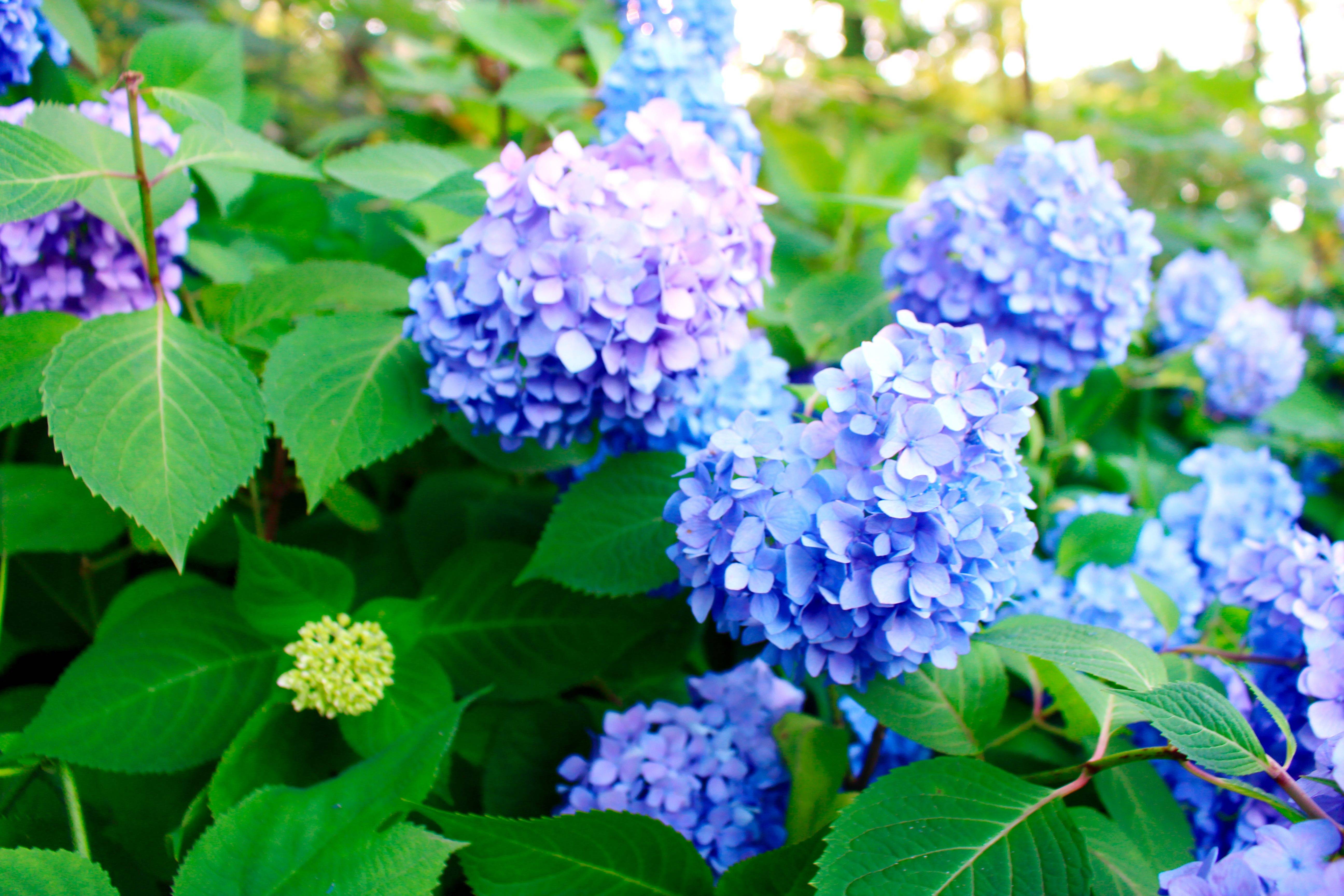 植物梦见花家里是什么预兆_植物梦见花家里是绿色的_梦见家里全是花和植物