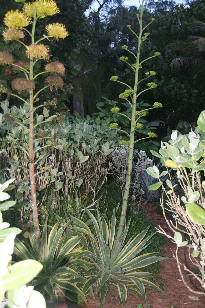 梦见植物开很多花_植物梦见花开很多花朵_植物梦见花开很多什么意思