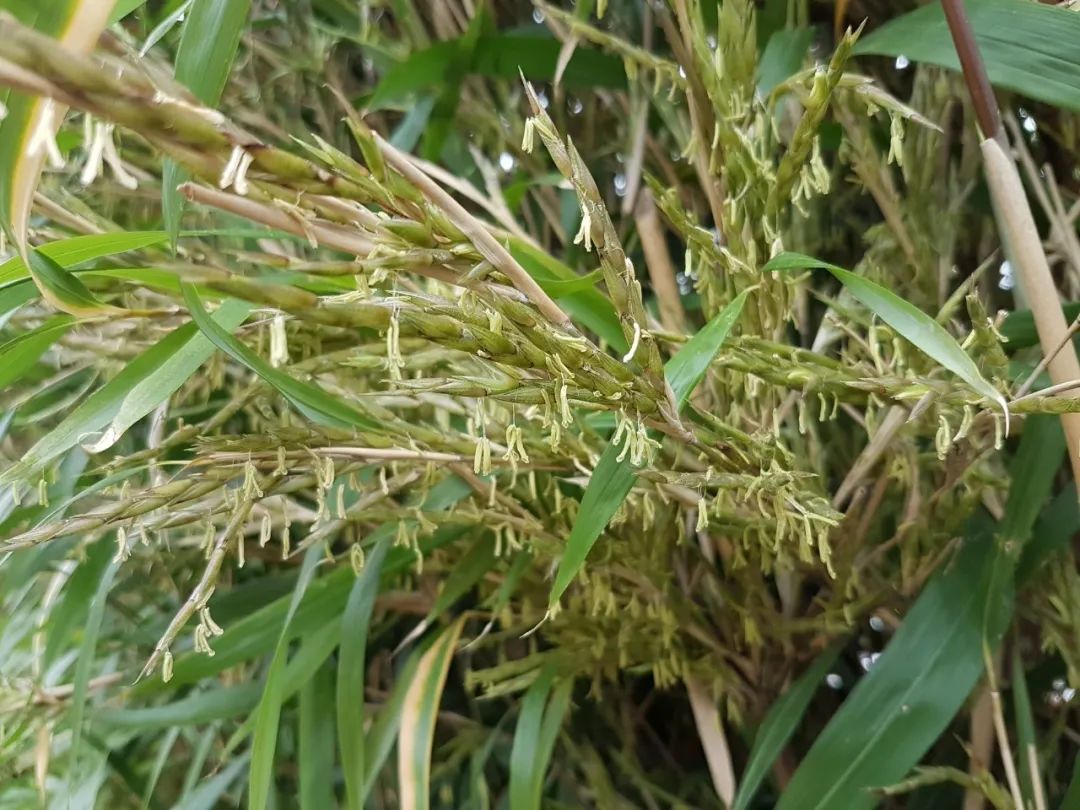 植物梦见花开很多花朵_植物梦见花开很多什么意思_梦见植物开很多花