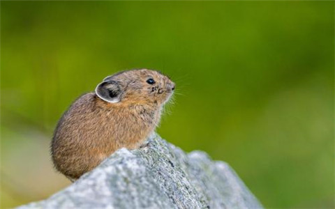 明天生肖狗财运如何_生肖狗明日北方运势查询_今日生肖出北方