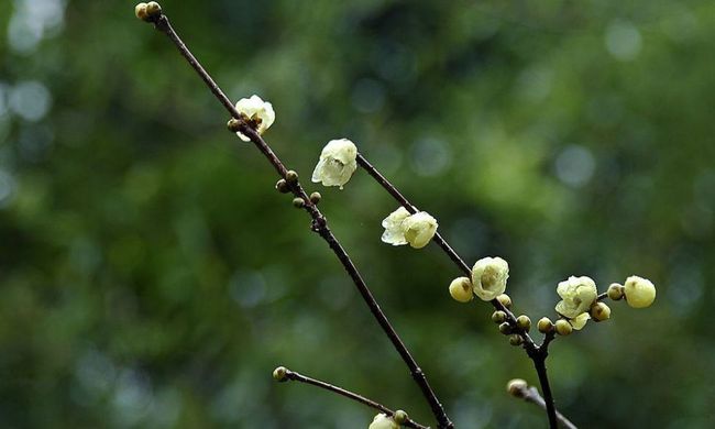 梅花易数怎么样算卦_梅花易数技法_梅花易数公式