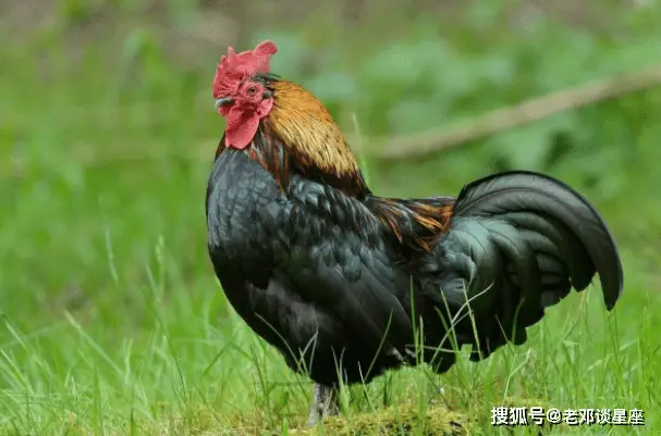 鸡的生肖配对什么生肖_生肖配对鸡配什么最好_生肖配对鸡配什么