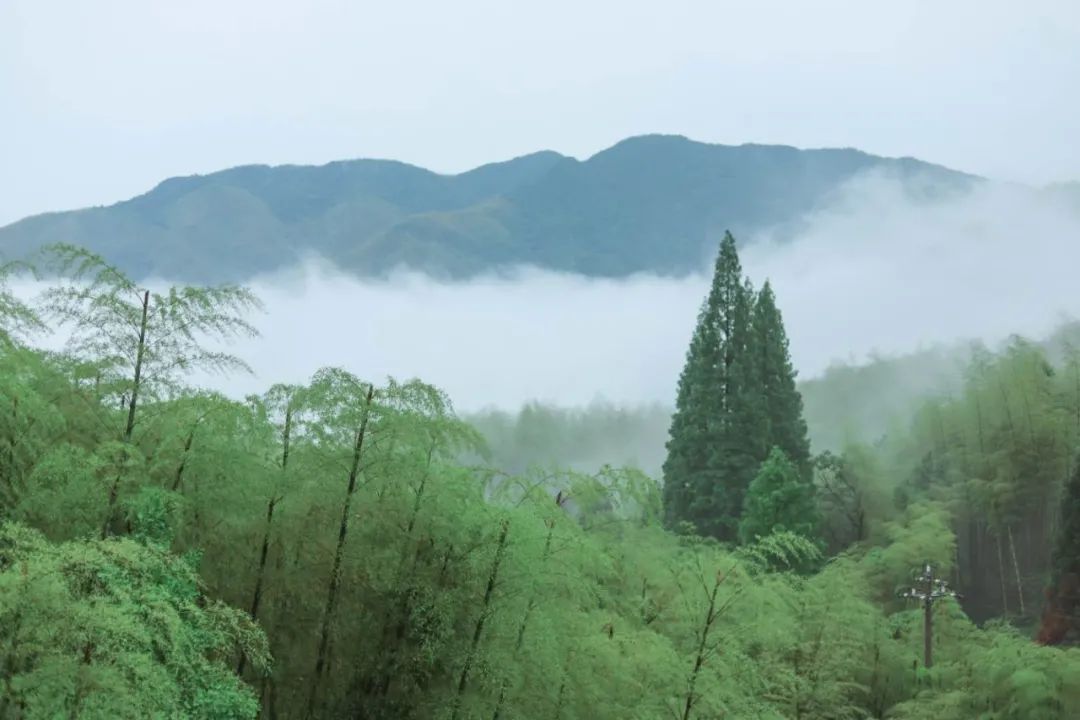 梦见动物出现在院子里_动物梦见院子出现里面好多蛇_梦见院子里有动物