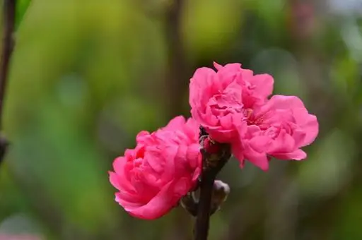 姓名测字查桃花_桃花姓名查测字吉凶_姓名桃花运测试免费