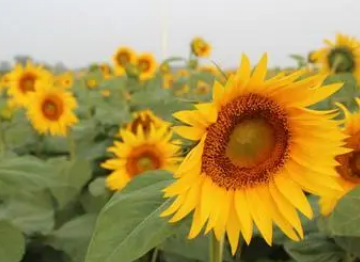 追植物梦见打人好不好_梦见植物追人打_做梦被打成植物人